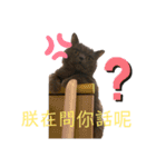 ダメ猫さんオーリバー（個別スタンプ：22）