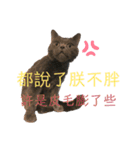 ダメ猫さんオーリバー（個別スタンプ：24）