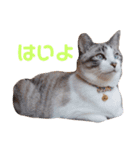 こてつのスタンプVol.1（個別スタンプ：1）