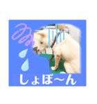 柴犬バディのスタンプ2。（個別スタンプ：1）