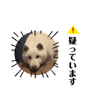 柴犬バディのスタンプ2。（個別スタンプ：2）