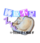 柴犬バディのスタンプ2。（個別スタンプ：3）