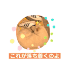 柴犬バディのスタンプ2。（個別スタンプ：5）