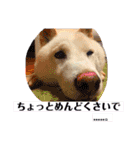 柴犬バディのスタンプ2。（個別スタンプ：7）