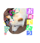 柴犬バディのスタンプ2。（個別スタンプ：9）
