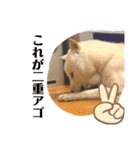 柴犬バディのスタンプ2。（個別スタンプ：10）