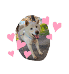 柴犬バディのスタンプ2。（個別スタンプ：12）