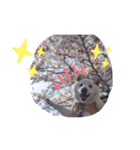 柴犬バディのスタンプ2。（個別スタンプ：13）