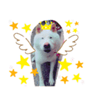 柴犬バディのスタンプ2。（個別スタンプ：15）