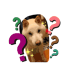 柴犬バディのスタンプ2。（個別スタンプ：16）