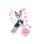 チワパピローズさんver.2（個別スタンプ：1）
