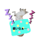 チワパピローズさんver.2（個別スタンプ：5）