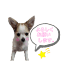 チワパピローズさんver.2（個別スタンプ：14）