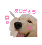 おもちの日常。ゴールデンレトリバーの子犬（個別スタンプ：3）