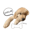 おもちの日常。ゴールデンレトリバーの子犬（個別スタンプ：4）