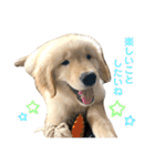 おもちの日常。ゴールデンレトリバーの子犬（個別スタンプ：5）