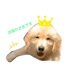 おもちの日常。ゴールデンレトリバーの子犬（個別スタンプ：7）