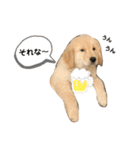 おもちの日常。ゴールデンレトリバーの子犬（個別スタンプ：9）