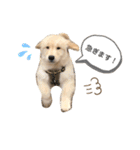 おもちの日常。ゴールデンレトリバーの子犬（個別スタンプ：10）