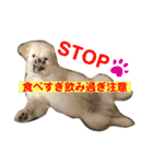 おもちの日常。ゴールデンレトリバーの子犬（個別スタンプ：13）