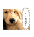 おもちの日常。ゴールデンレトリバーの子犬（個別スタンプ：15）
