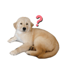 おもちの日常。ゴールデンレトリバーの子犬（個別スタンプ：18）