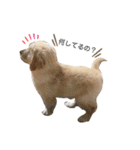 おもちの日常。ゴールデンレトリバーの子犬（個別スタンプ：19）