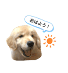 おもちの日常。ゴールデンレトリバーの子犬（個別スタンプ：20）