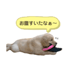 おもちの日常。ゴールデンレトリバーの子犬（個別スタンプ：23）