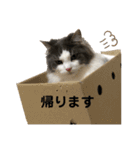 ラガマフィンのソルト（個別スタンプ：8）