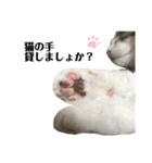 ラガマフィンのソルト（個別スタンプ：10）