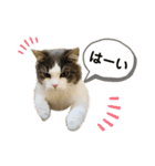 ラガマフィンのソルト（個別スタンプ：11）