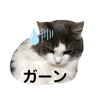 ラガマフィンのソルト（個別スタンプ：16）