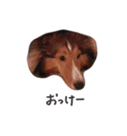 シェルティ 02（黒文字ver.）（個別スタンプ：9）