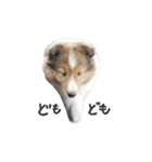 シェルティ 02（黒文字ver.）（個別スタンプ：14）