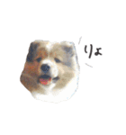 シェルティ 02（黒文字ver.）（個別スタンプ：15）
