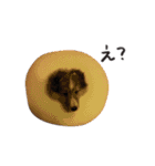 シェルティ 02（黒文字ver.）（個別スタンプ：24）