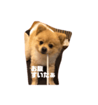 やんちゃ風太（個別スタンプ：4）