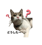 みーちゃん（猫）スタンプ（個別スタンプ：2）