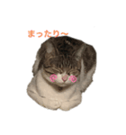 みーちゃん（猫）スタンプ（個別スタンプ：4）