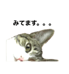 みーちゃん（猫）スタンプ（個別スタンプ：5）