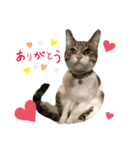 みーちゃん（猫）スタンプ（個別スタンプ：6）