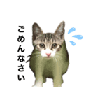みーちゃん（猫）スタンプ（個別スタンプ：7）