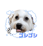 マルックス♪アンディがんばろう！（個別スタンプ：3）