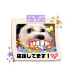 マルックス♪アンディがんばろう！（個別スタンプ：16）