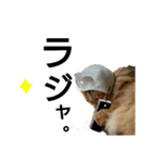 猫 いろいろ（個別スタンプ：1）