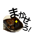 猫 いろいろ（個別スタンプ：2）