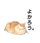 猫 いろいろ（個別スタンプ：3）