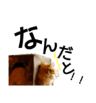 猫 いろいろ（個別スタンプ：4）