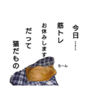 猫 いろいろ（個別スタンプ：6）